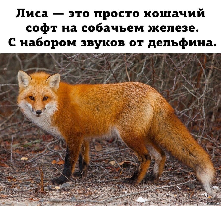 Чучело упоротого лиса