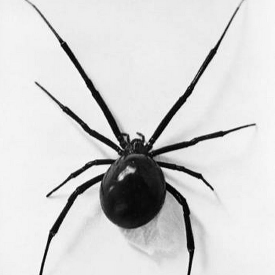 Паук вид сверху