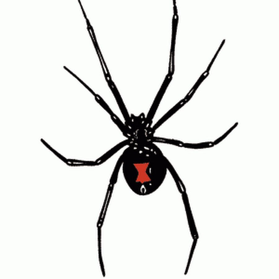 Каракурт паук