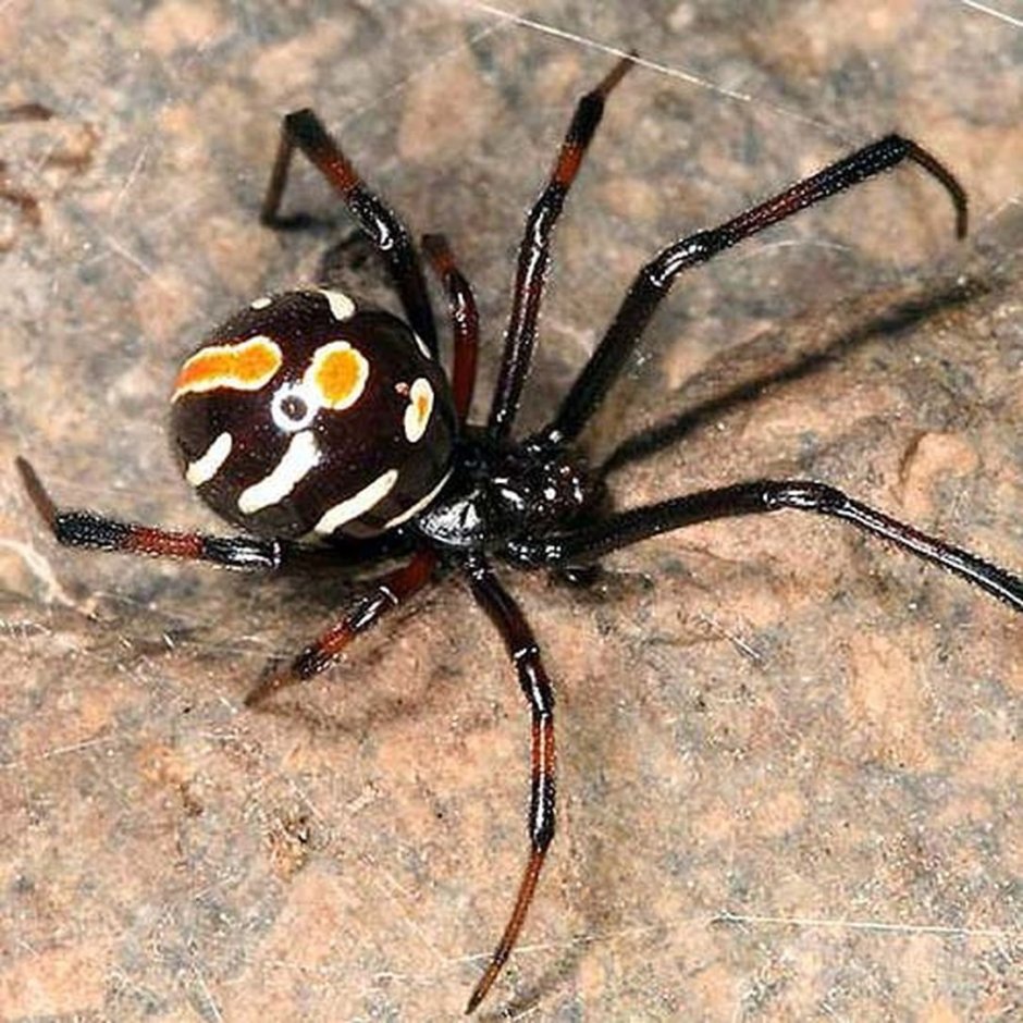 Latrodectus variolus самец