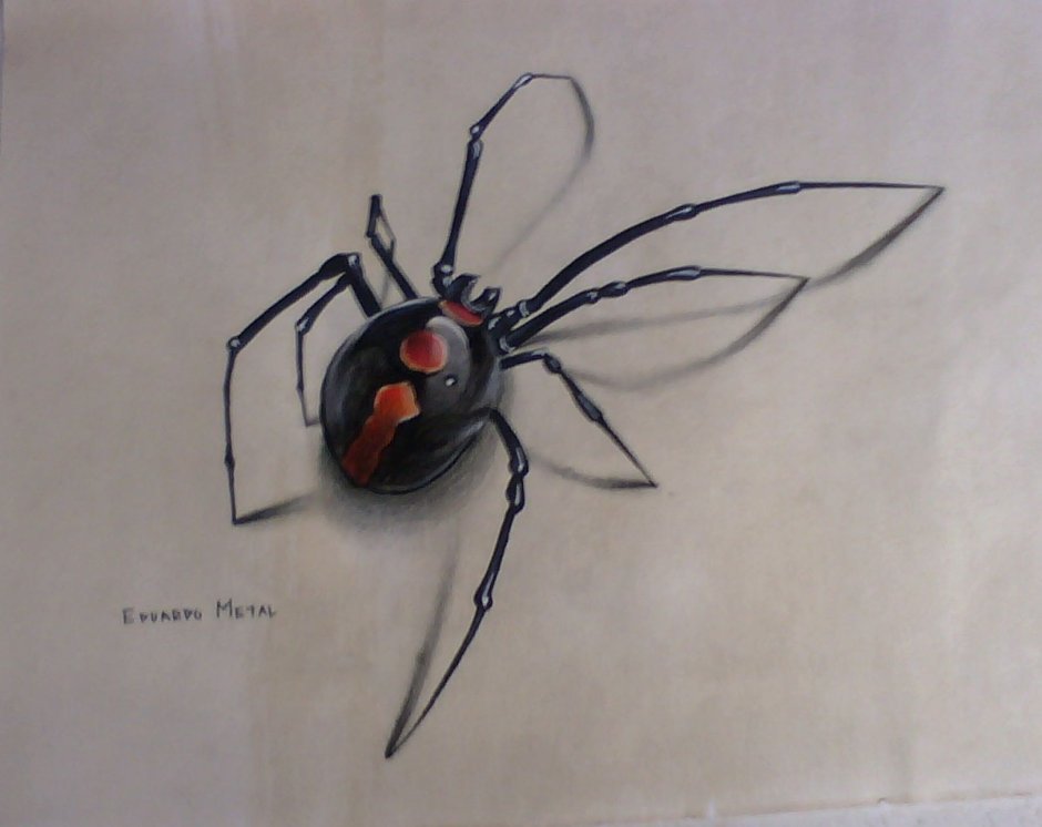 Эскиз тату паук черная вдова