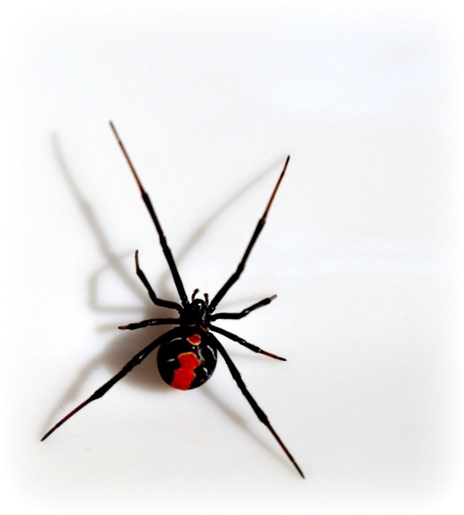Черная вдова паук