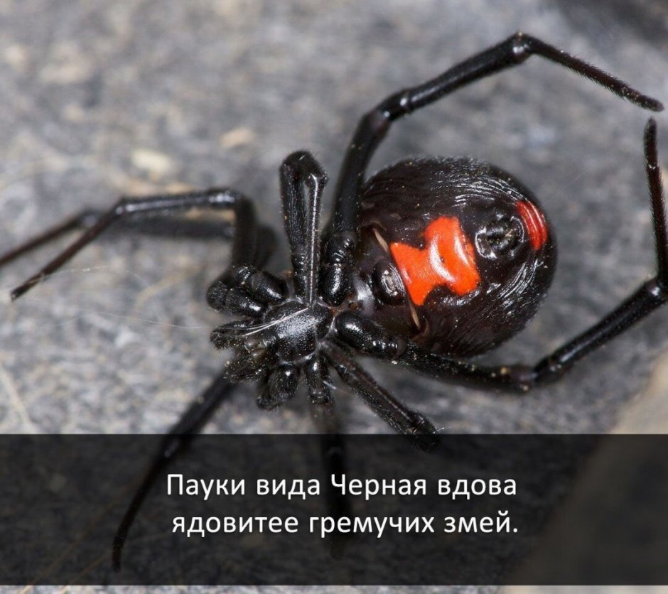 Класс паукообразные паук чёрная вдова