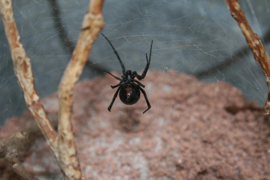 Паучата черной вдовы