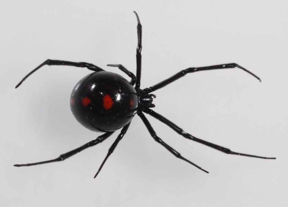 Latrodectus variolus