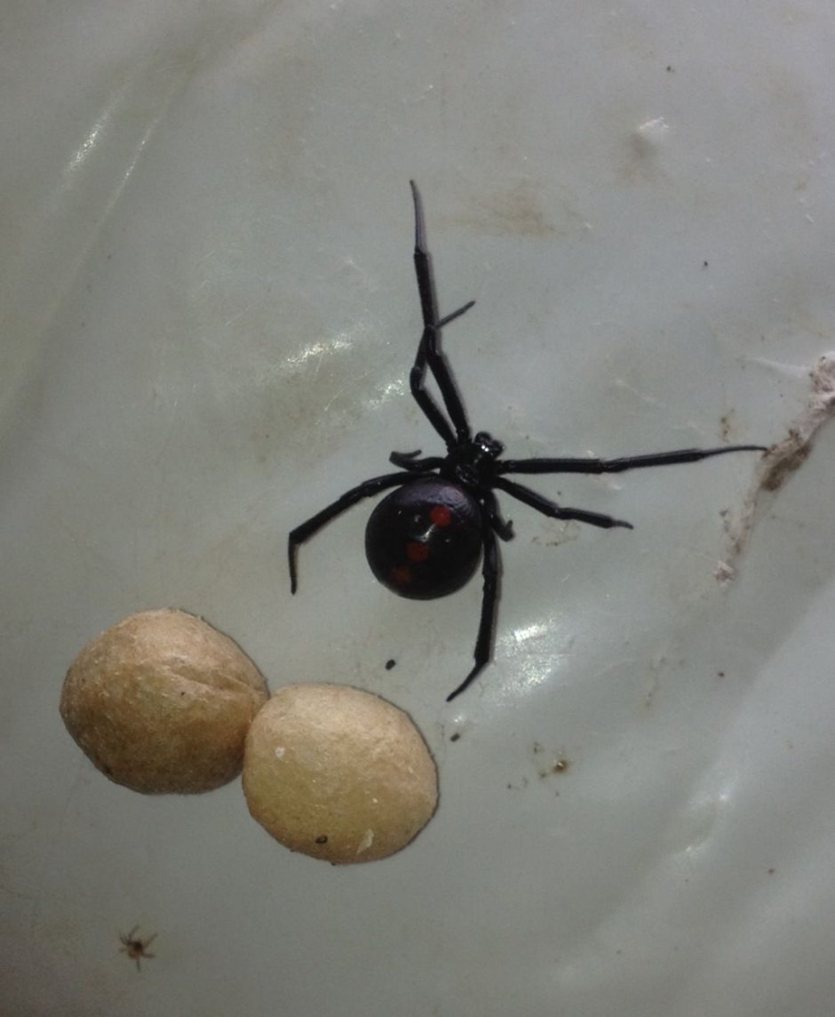 Каракурт чёрная вдова кокон
