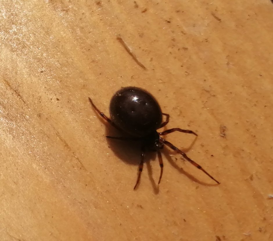 Паук Каракурт черный без пятен