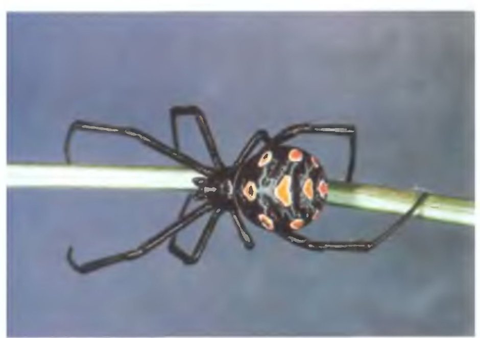 Маленький черный паук с желтыми пятнами