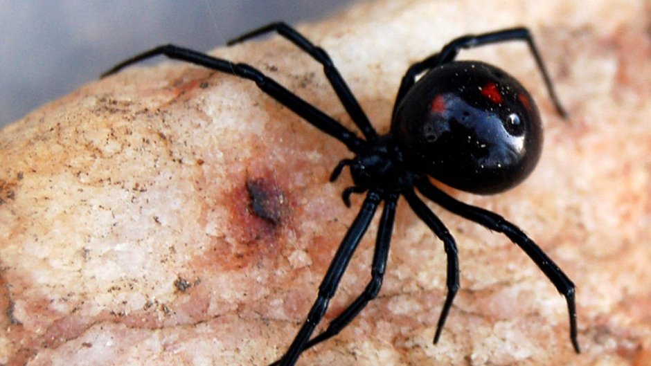 Стеатода черная паук