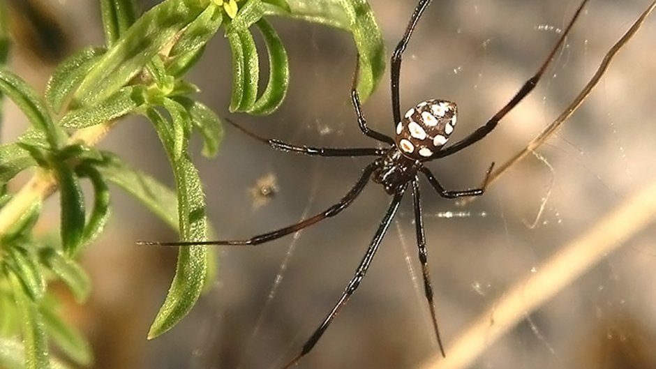 Черная вдова паук