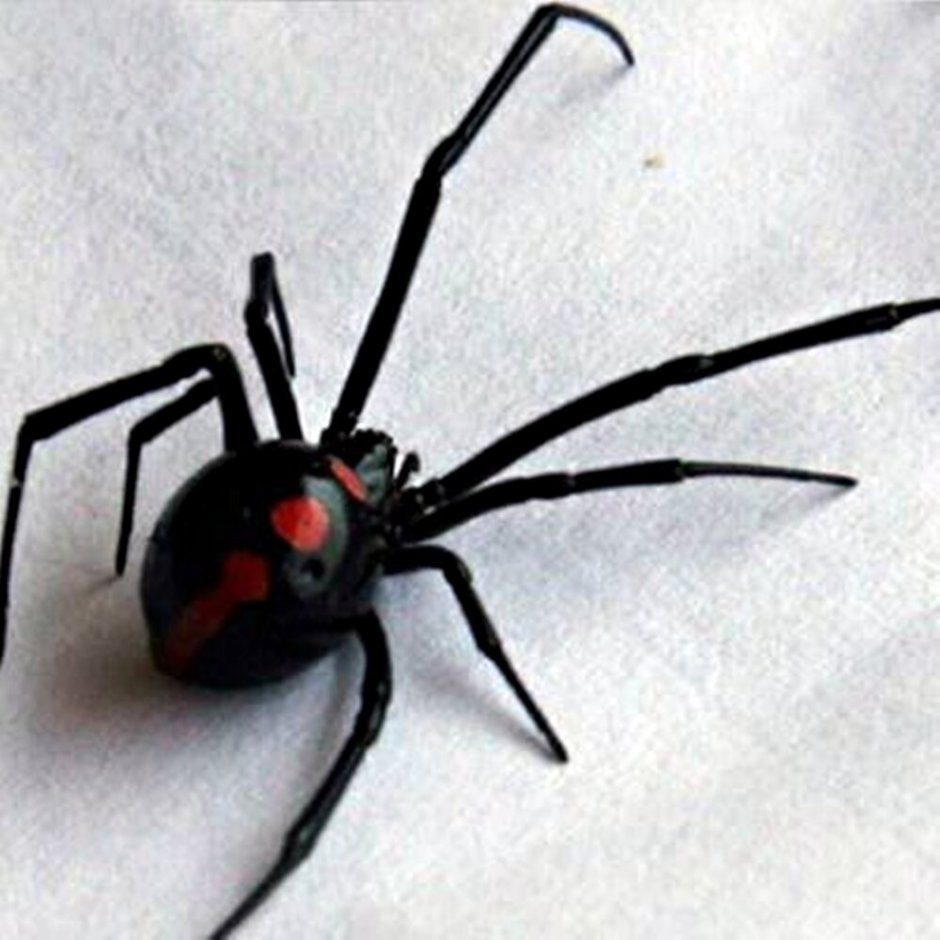 Чёрная вдова паук в Краснодарском крае