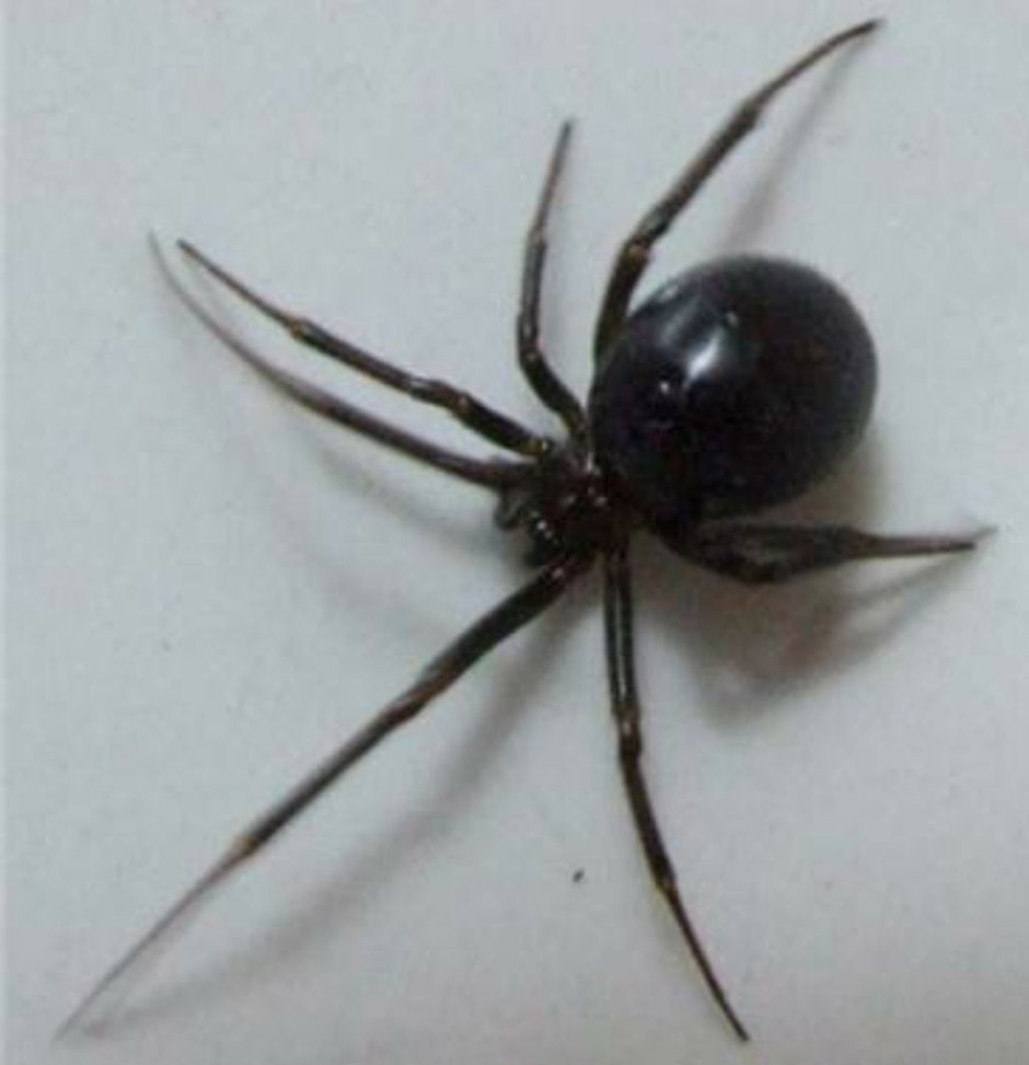 Стеатода черная паук