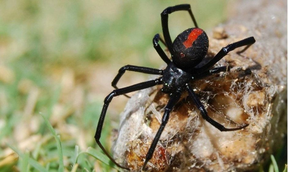 Latrodectus hasselti паук