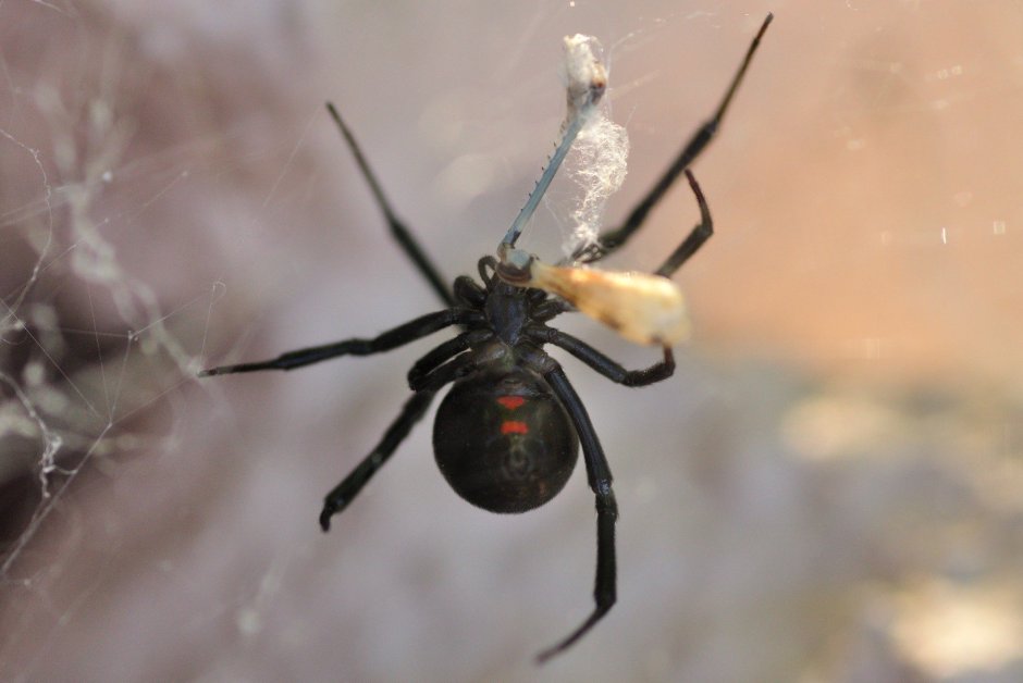 Крымский паук Каракурт