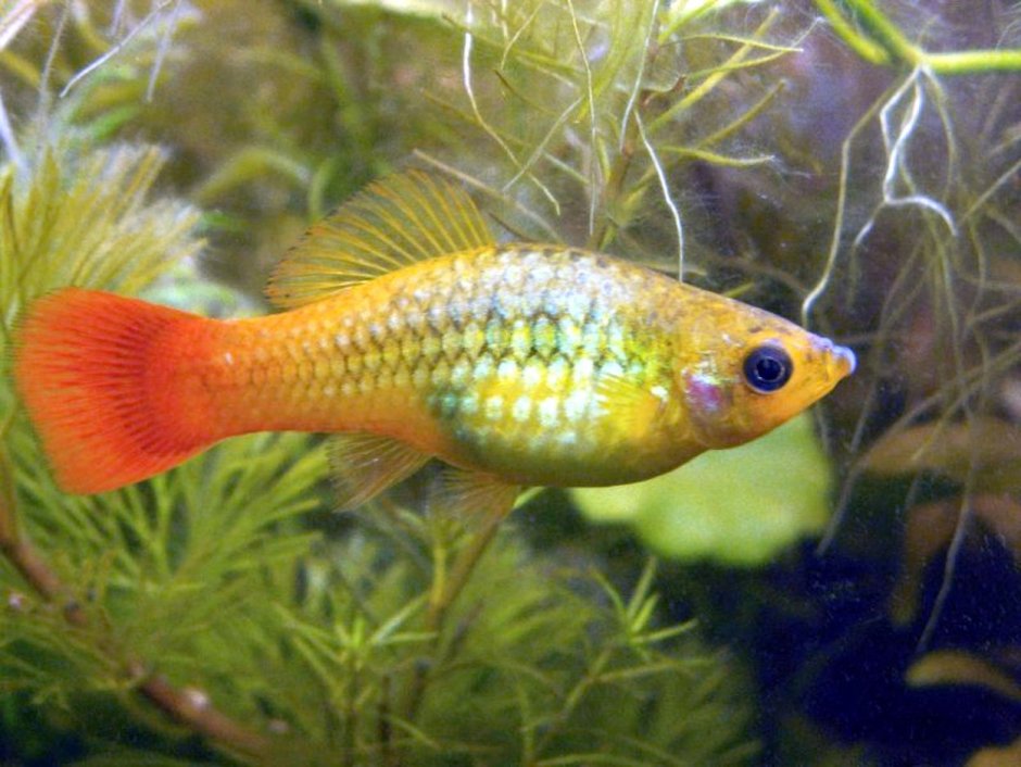 Xiphophorus variatus