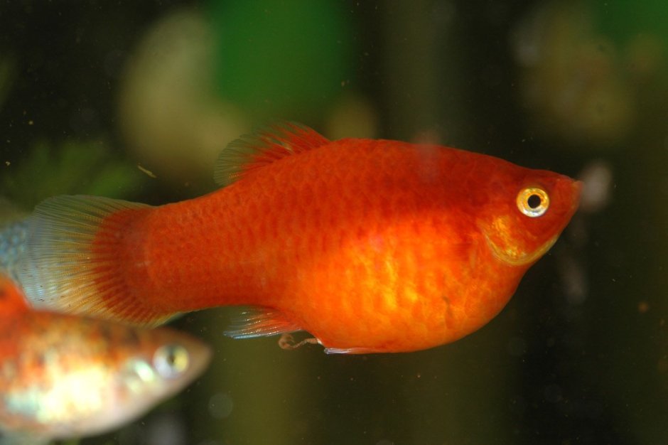 Меченосец Монтесумы Xiphophorus montezumae