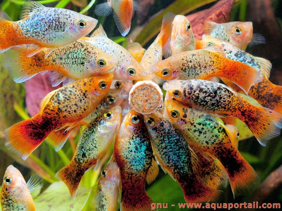 Гуппи Poecilia reticulata