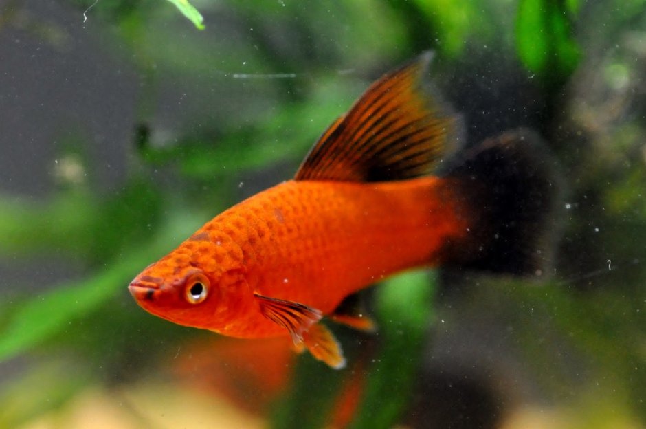 Orxidiya VIP buytful platy Bely