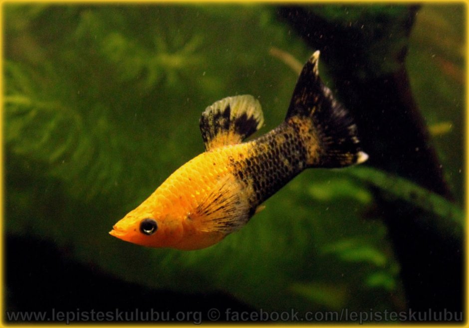 Пецилия Xiphophorus maculatus