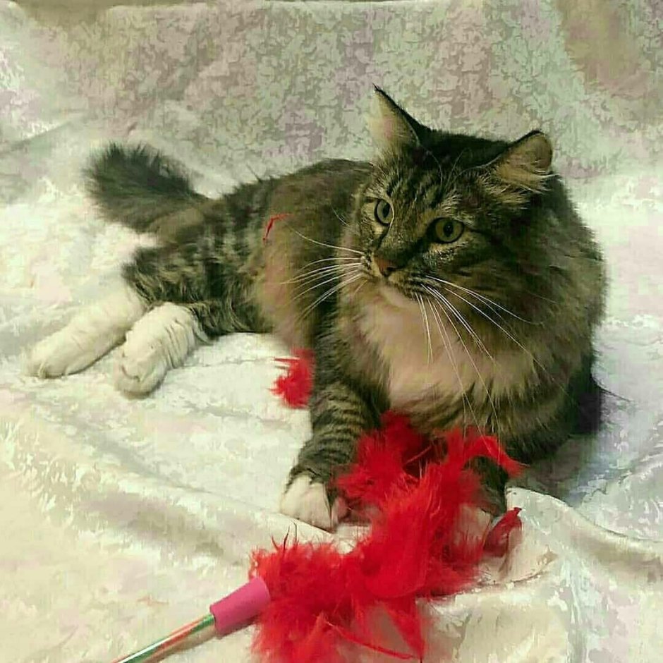 Норвежский Лесной кот метис