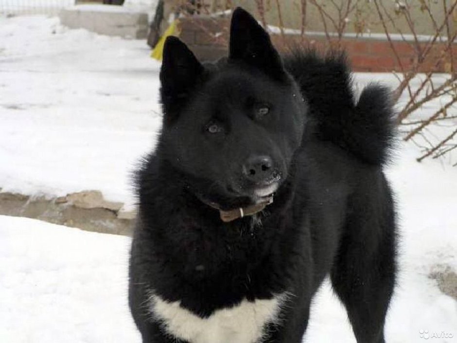 Норвежская длинношерстная Лесная кошка