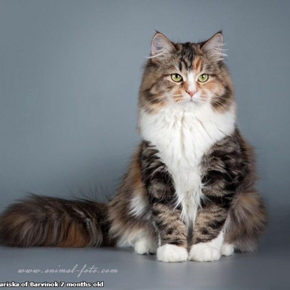 Норвежская Лесная кошка котята