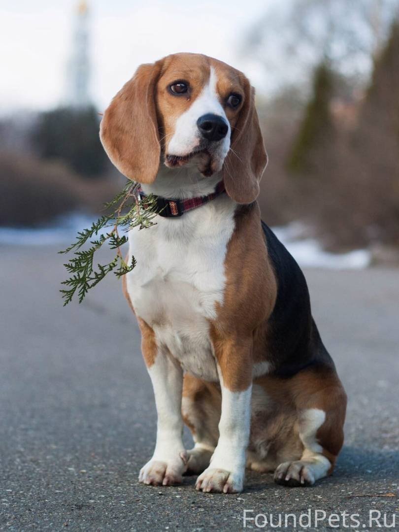 Бигль помесь