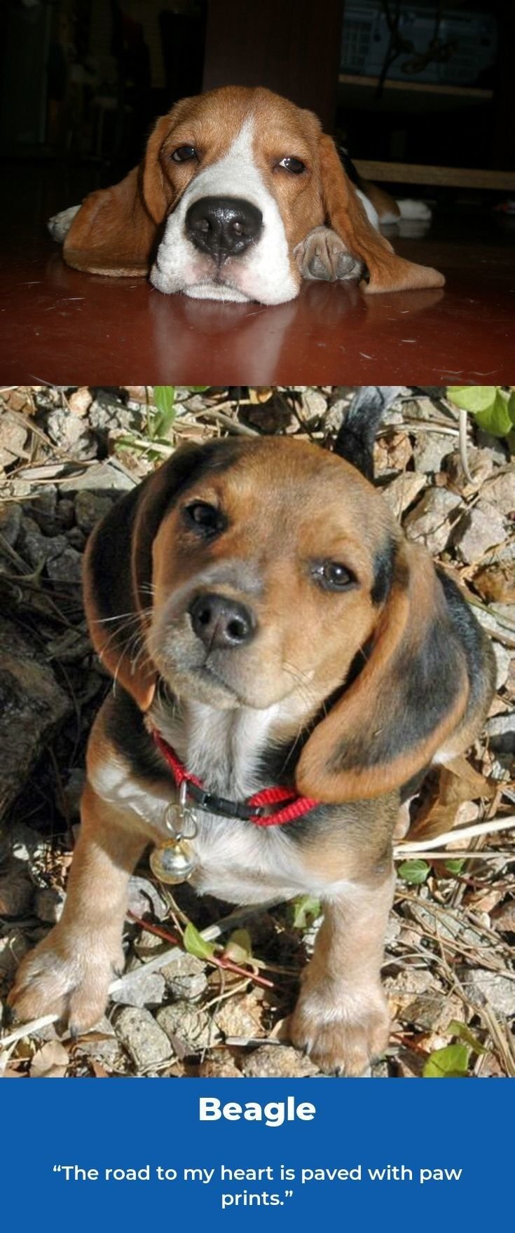 Бигль метис