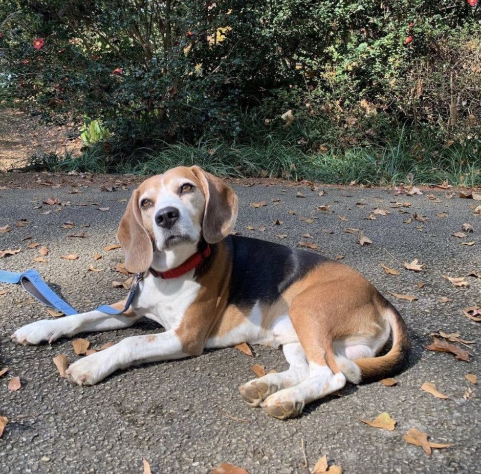 Бигль помесь