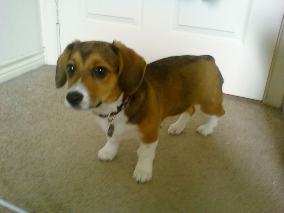 Бигль и корги метис