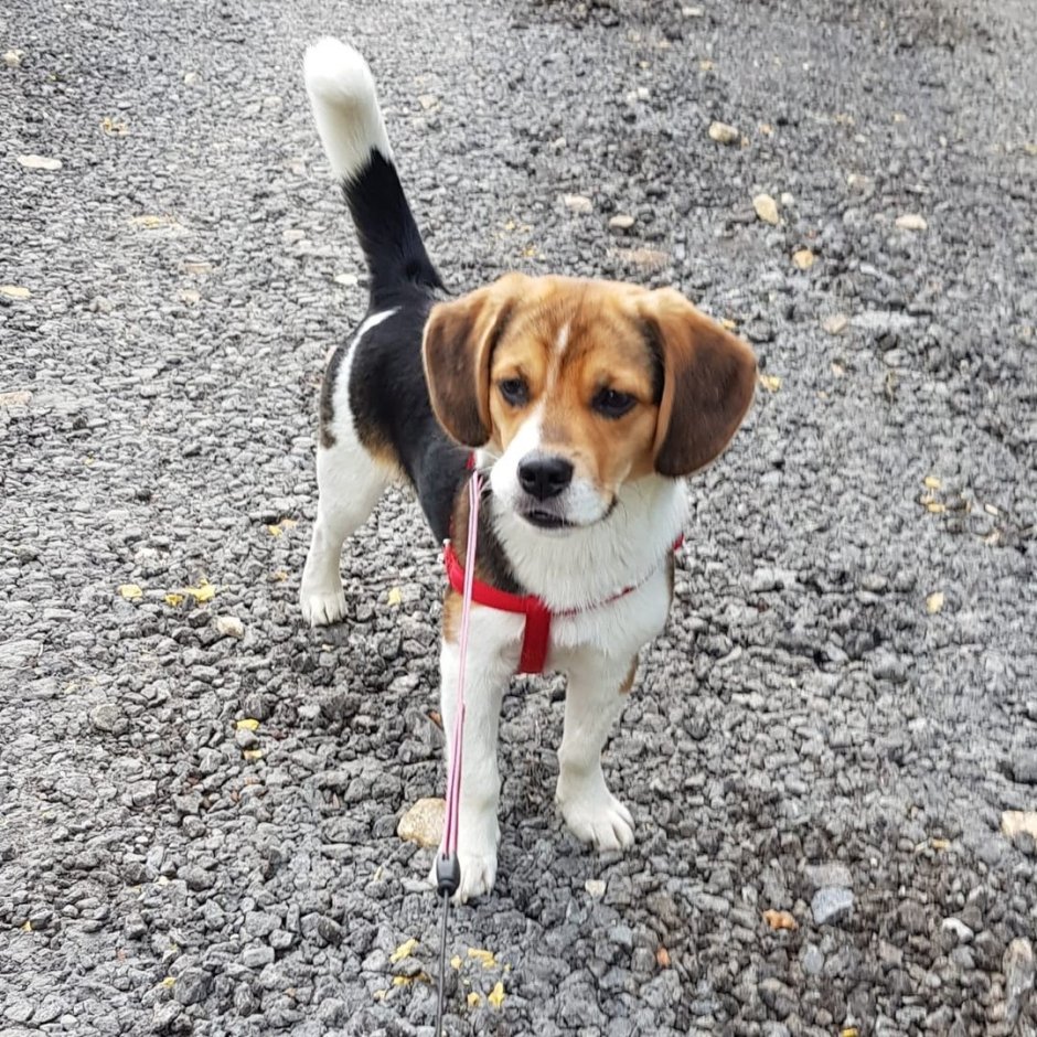 Бигль дворняга