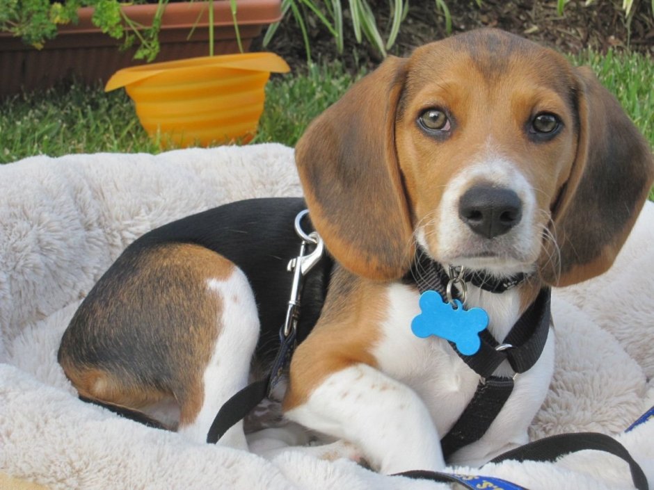 Бигль и такса помесь