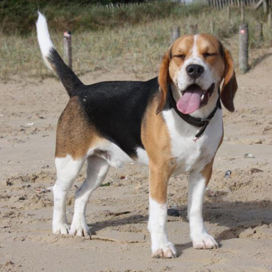 Бигль и такса