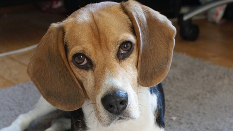 Метис Бигль и такса