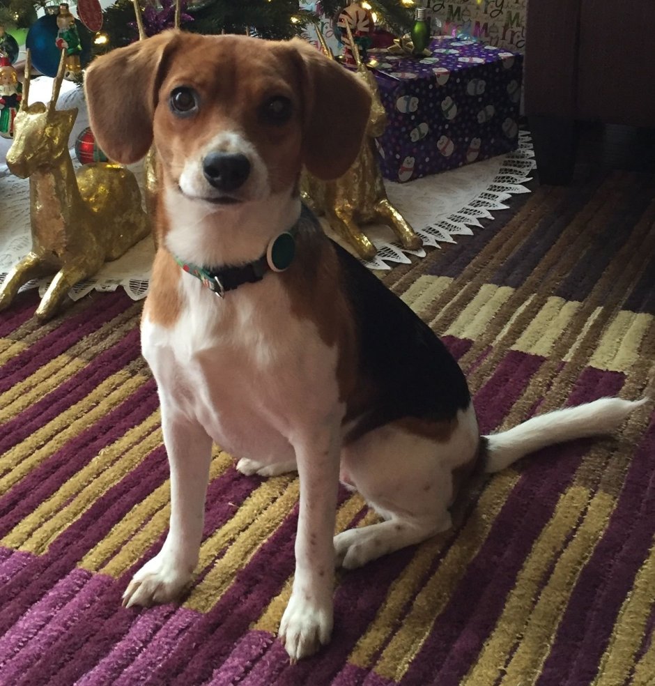 Бигль смесь