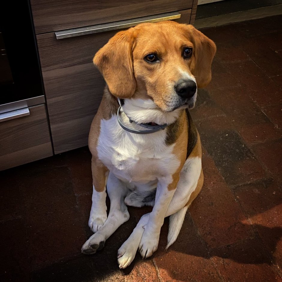 Бигль и корги метис