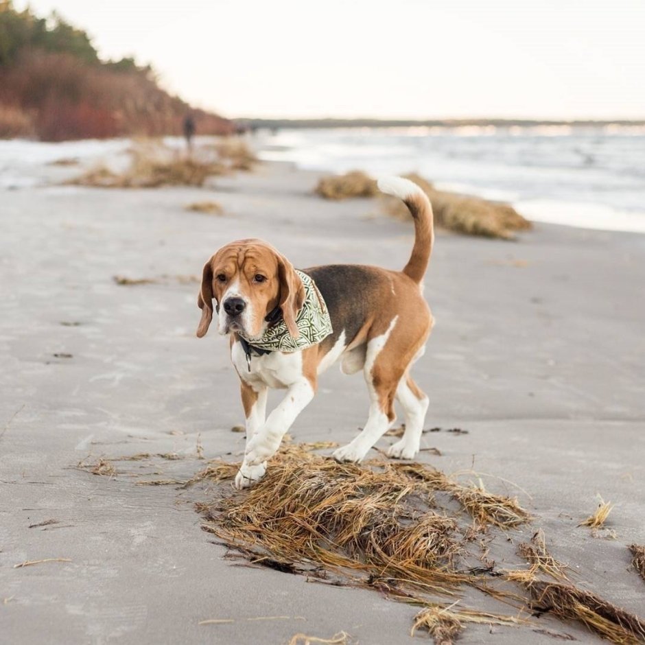 Метис бигля