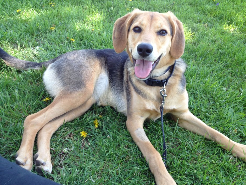 Бигль собака метис