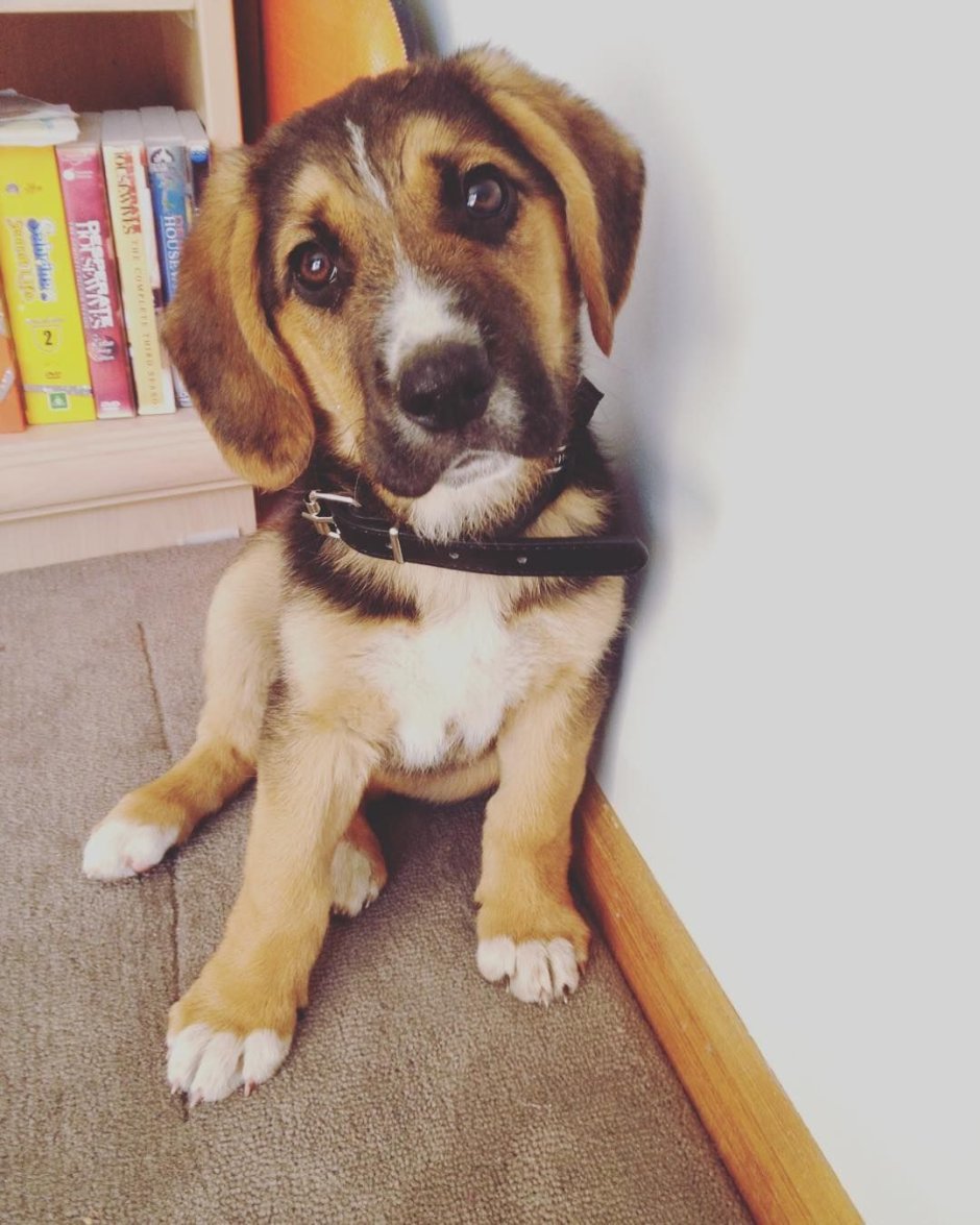 Бигль метис