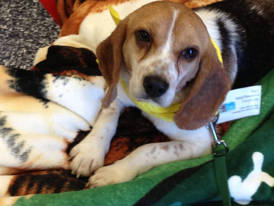 Бигль собака метис