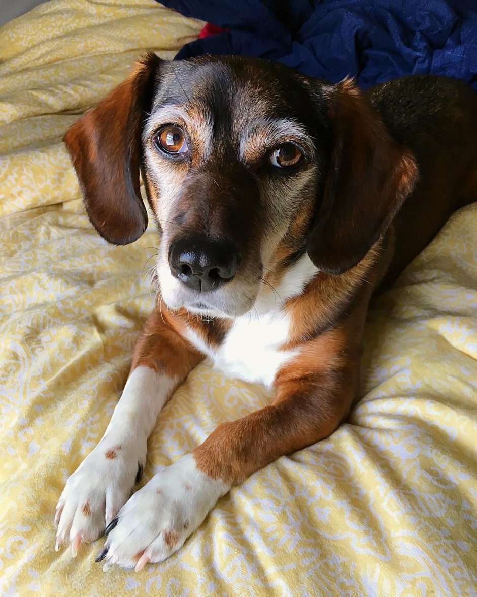 Бигль и корги