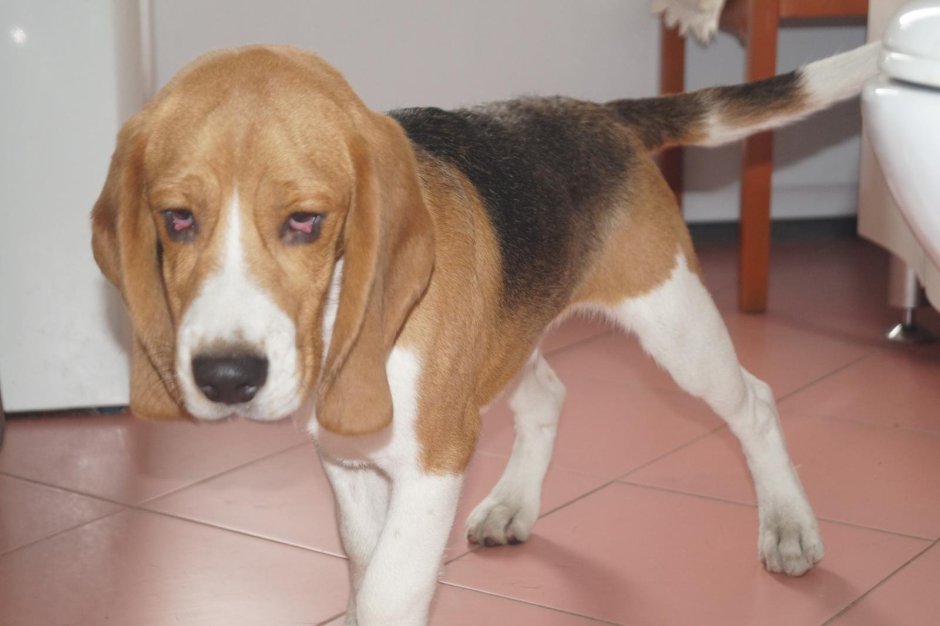 Бигль метис