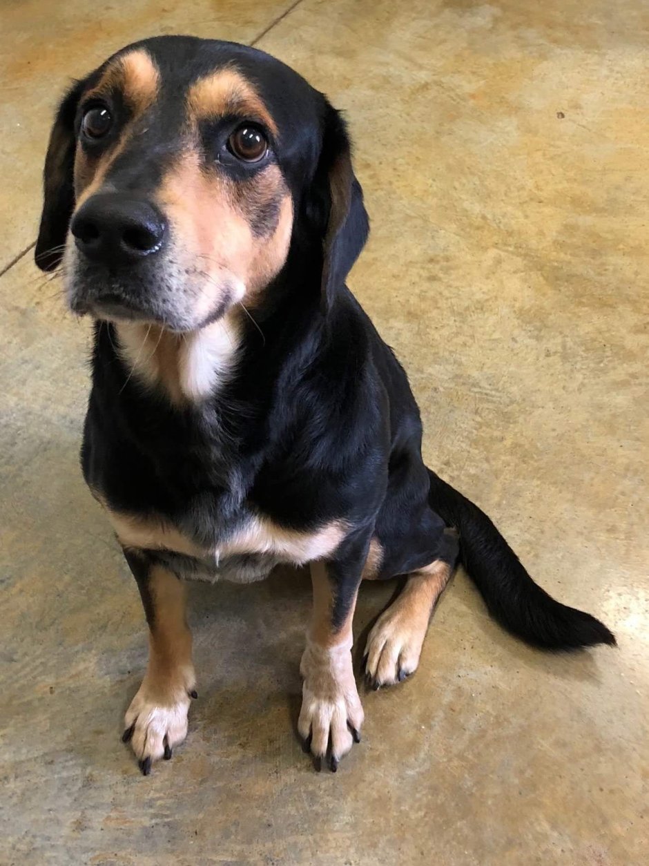 Бигль метис