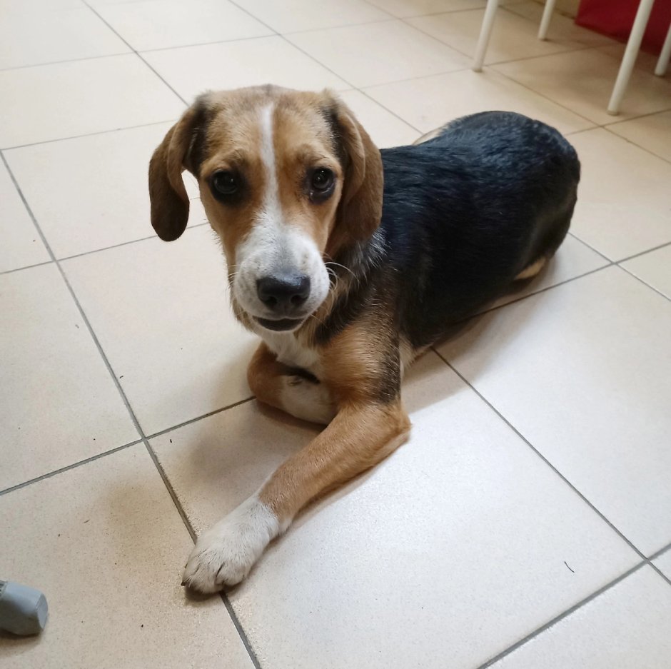 Смесь Джек Рассела и бигля