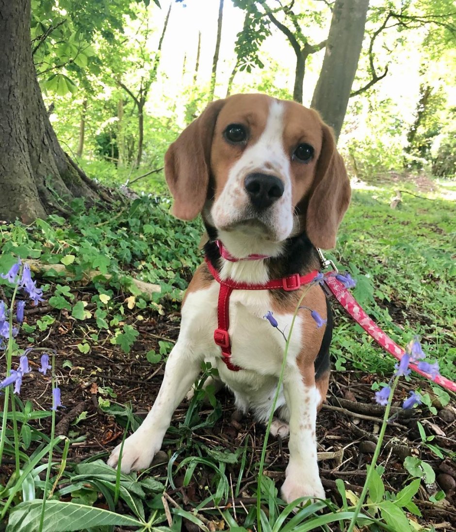 Бигль метис