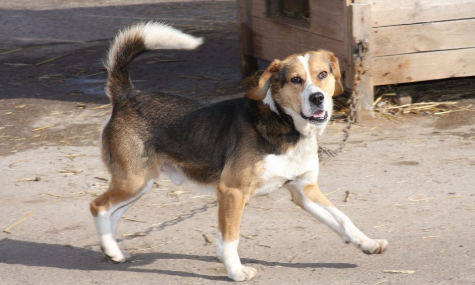 Королевский Бигль