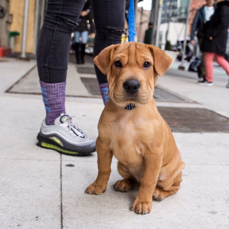 Бигль с шарпеем