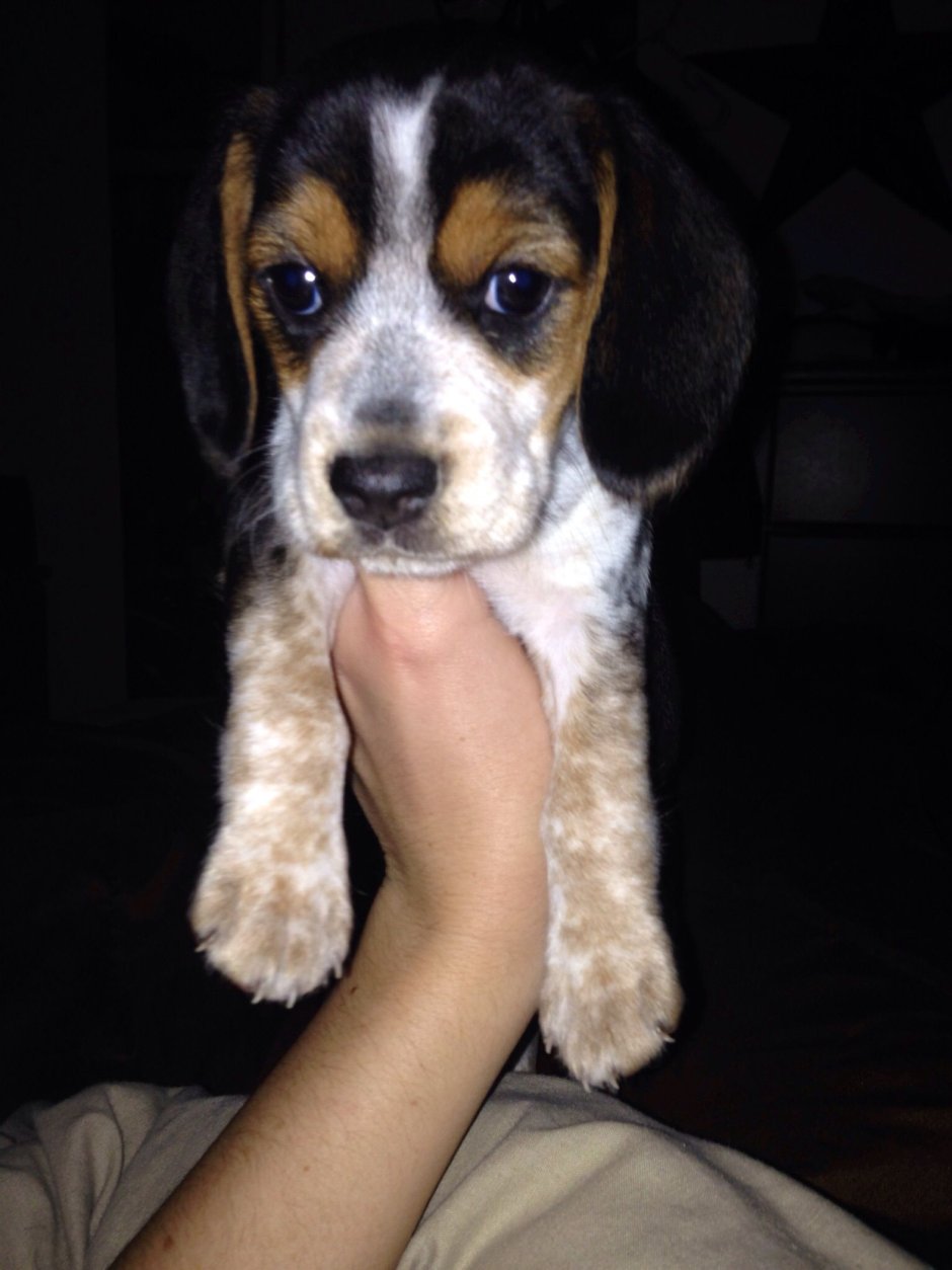 Корги спаниель