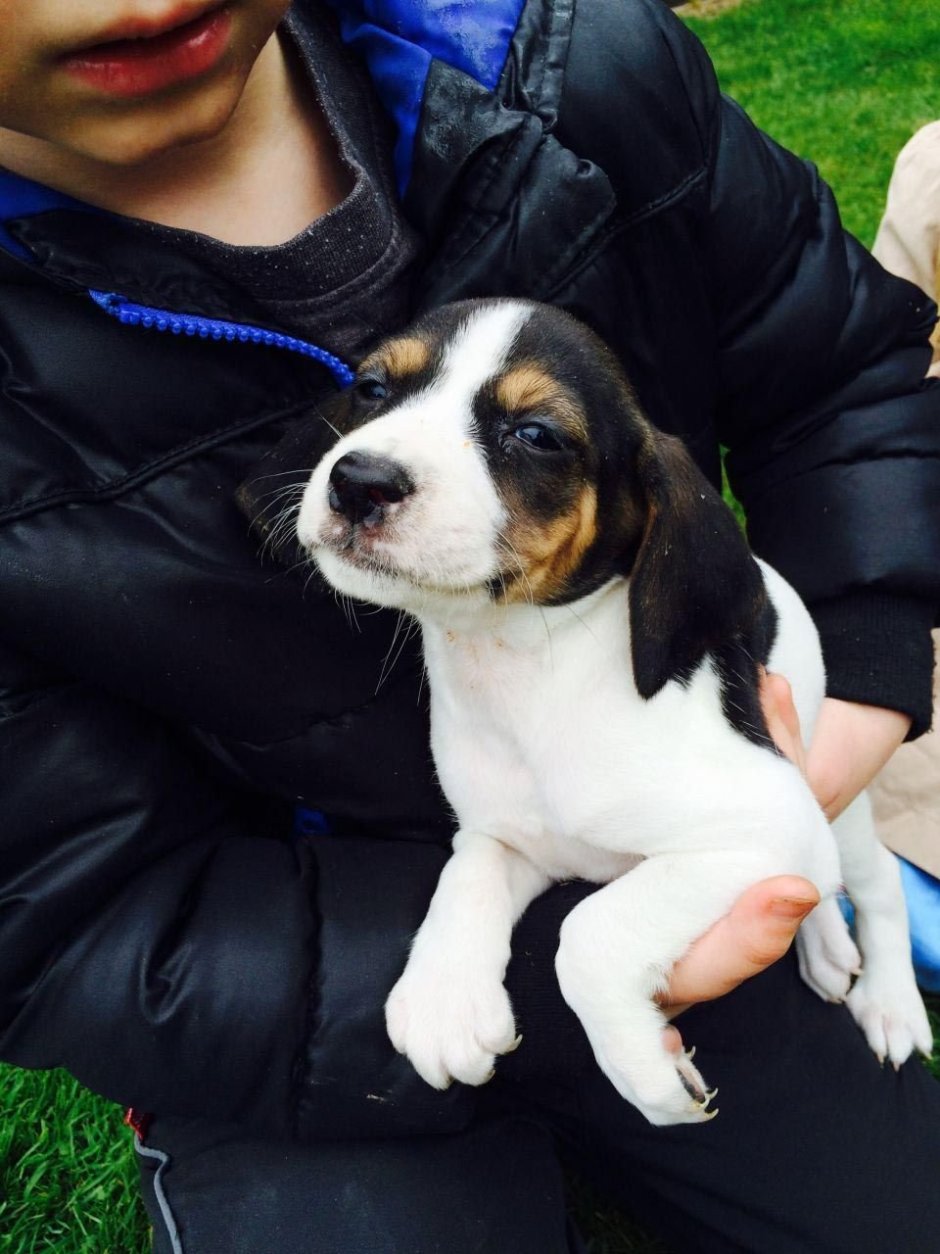 Бигль спаниель метис