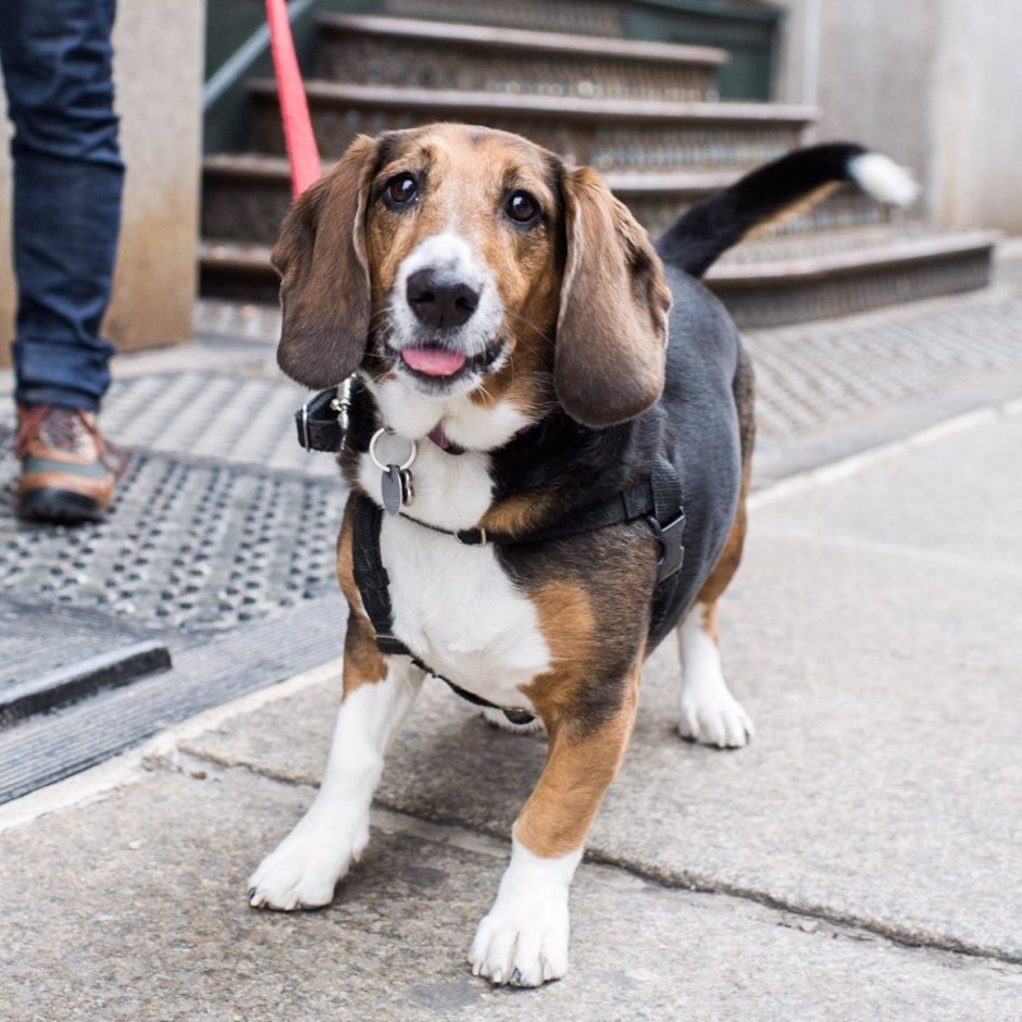 Бигль и Бассет хаунд